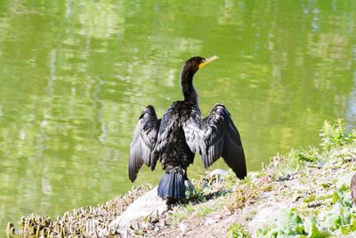 Birds perching on rock in lake