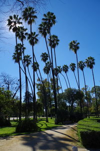 Scenic view of palm trees against sky