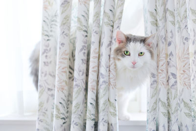 White cat peeking through curtains