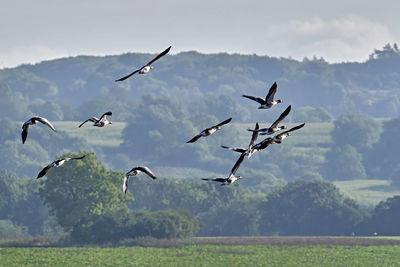 Birds flying in the sky