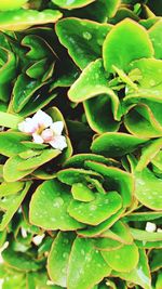 High angle view of flowering plant