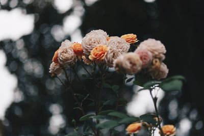 Close-up of flowers against blurred background