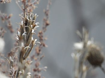 Close-up of wilted flower