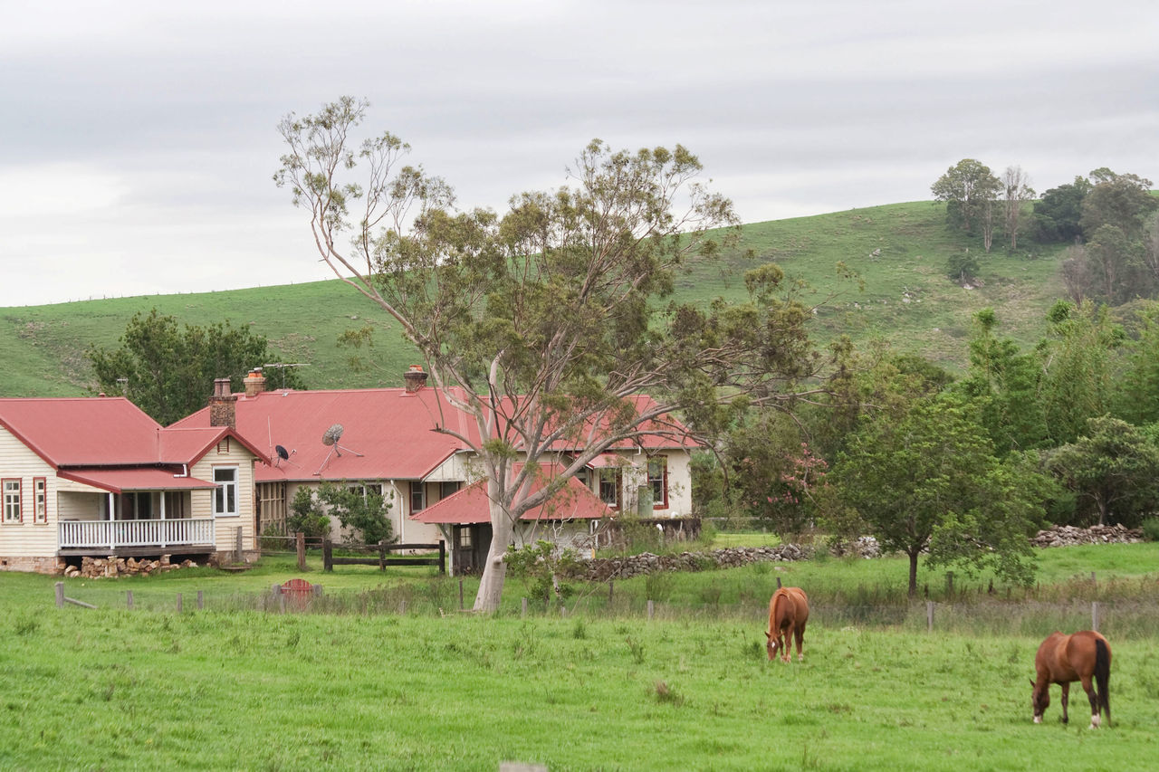 HORSES GRAZING IN THE FIELD