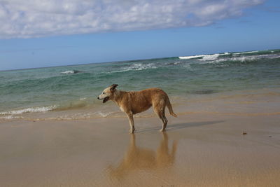 Dog on beach by sea against sky