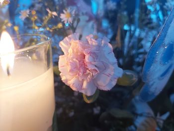 Close-up of rose flower in glass