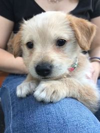 Puppy sitting on lap