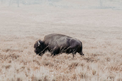 Side view of a bison on field