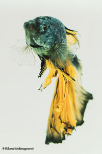 Close-up of a yellow flower against white background