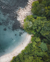 High angle view of plant on beach