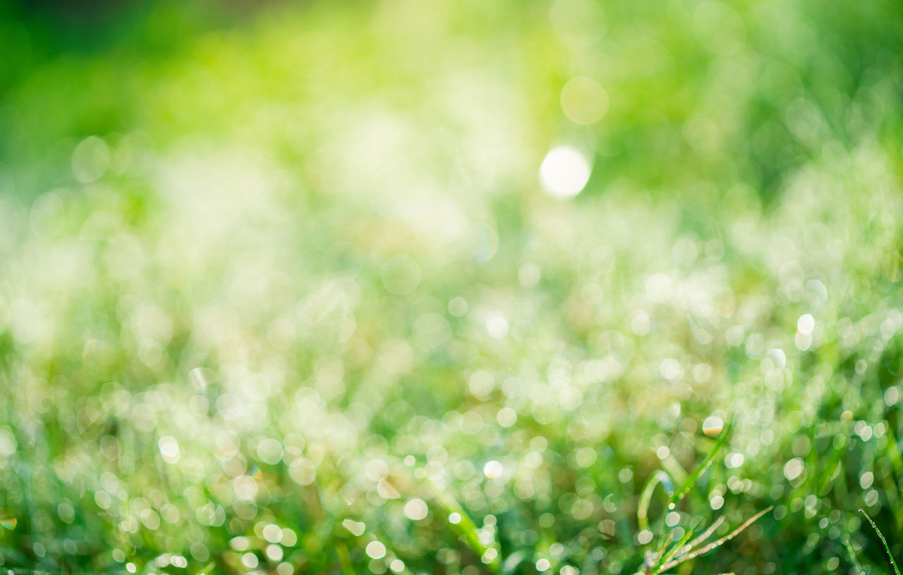 DEFOCUSED IMAGE OF WET PLANTS ON FIELD