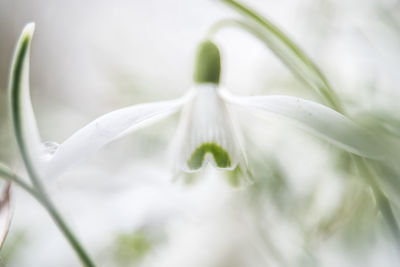 Close-up of white flower blooming outdoors