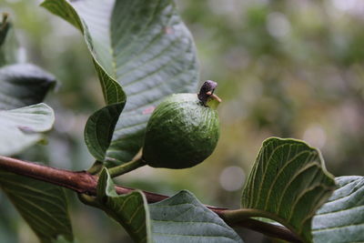 Close-up of fruit on plant