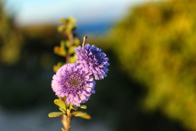 Close-up of purple pollinating flower