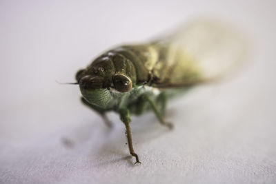 Close-up of insect