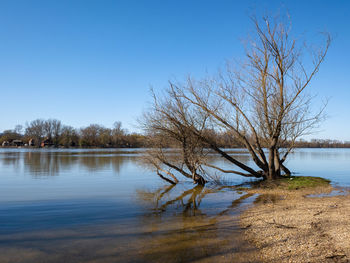 Bare tree by lake against clear blue sky