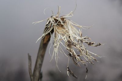 Close-up of dry plant