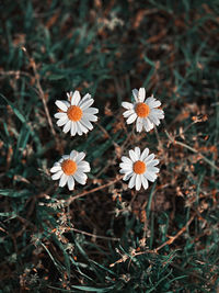 Close-up of white flowering plant on field