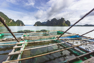 Baskets of seaweed, bunch of grapes, ao luek, krabi, thailand