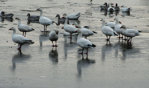 Flock of seagulls on beach