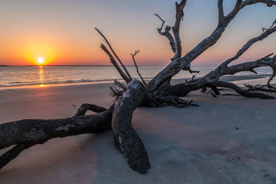 Driftwood on beach against sky during sunset