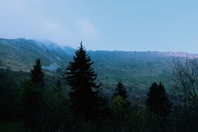 Pine trees in forest against sky
