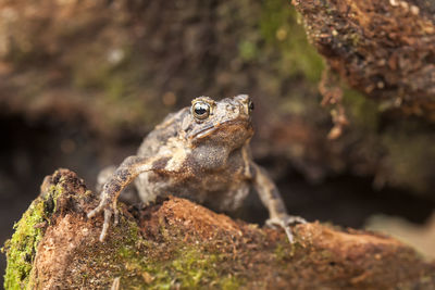 Close-up of frog on rock