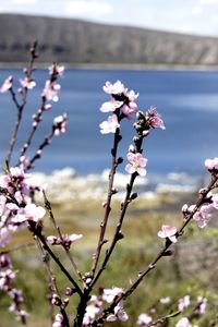 Close-up of pink flowers blooming on tree