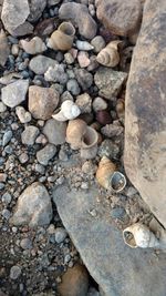 High angle view of pebbles at beach