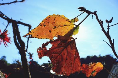 Close-up of autumnal leaves against sky