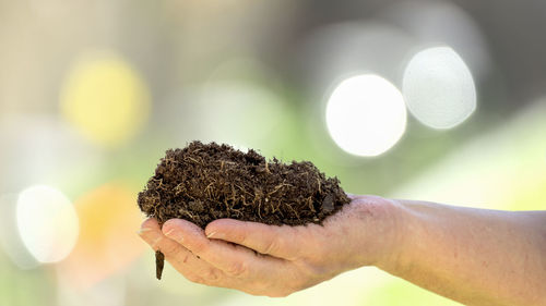 Close-up of hand holding plant