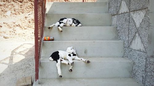 Goats sleeping on steps