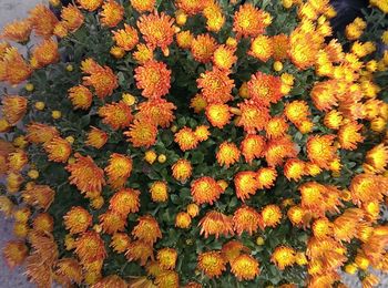 Full frame shot of orange flowers