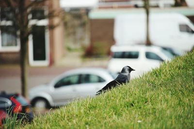 Bird perching on grass