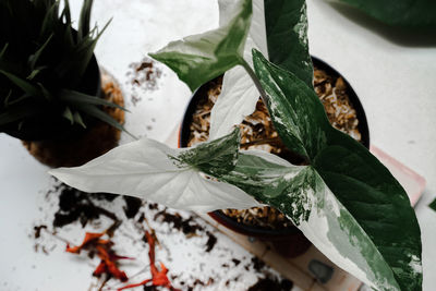 High angle view of potted plant leaves