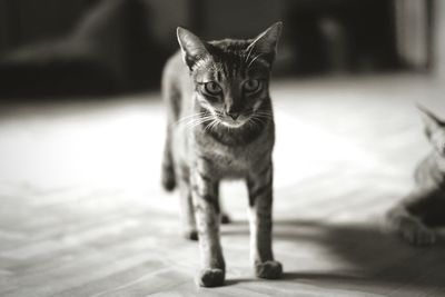 Portrait of cat standing on floor