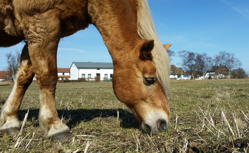 Horse grazing on grassy field