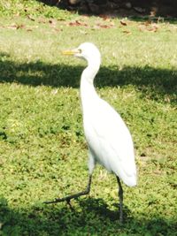 White bird perching on a field