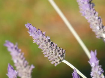 Close-up of purple flowering plant