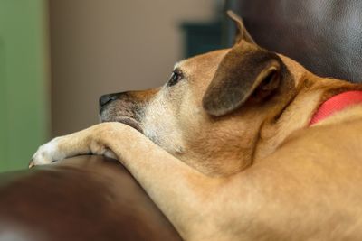 Close-up of dog relaxing