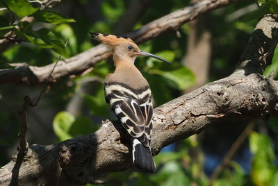 Close-up of bird perching on branch