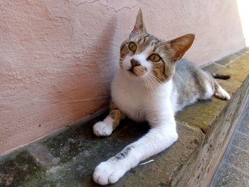 Portrait of a cat sitting on wall