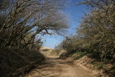 Dirt road amidst trees against clear sky