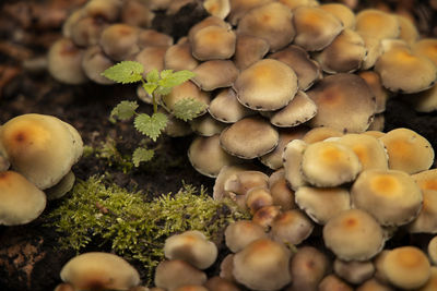 High angle view of mushrooms growing on field