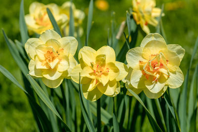 Yellow double narcissus tahiti blooms in the garden