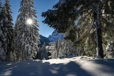 Trees on snow covered land against sky