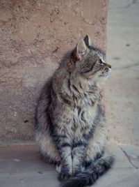 Cat sitting near wall