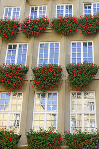 Low angle view of flowering plants against building