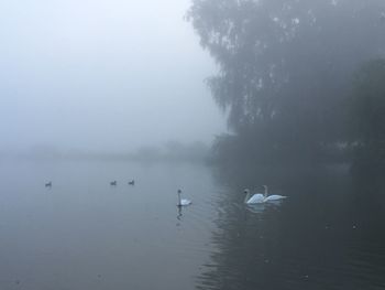 Swans swimming in lake against sky