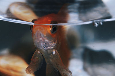 Close-up of fish swimming in aquarium